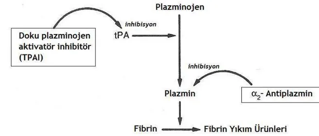 Şekil  3:  Doku  plazminojen  aktivatör  inhibitörünün  ve  α 2 -antiplazminin  etki  mekanizması  (tPA, doku plazminojen aktivatör; TPAI, doku plazminojen aktivatör inhibitör) (31)