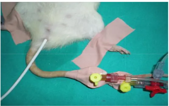 Şekil 4. Sıçanda kuyruk arteri ile kuyruk veni kanülasyonları. 