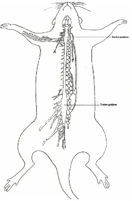 Şekil 5. Ratın spinal kordunun servikal ve lumbar genişlemeleri (28) 