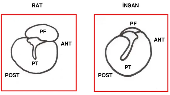 Şekil  1.  Rat  ve  insan  timpanik  membranlarının  şematik  karşılaştırılması  (PF:  Pars  flaksida, PT: Pars tensa, ANT: Anterior, POST: Posterior) 
