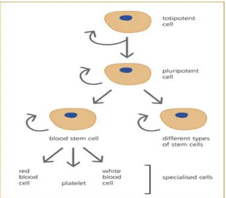 Şekil 1: Kök hücreler; totipotent, pluripotent ve unipotent