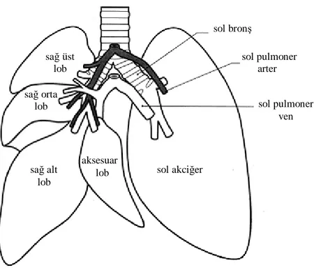 Şekil 1: Sıçanın akciğer anatomisi 