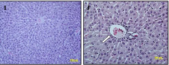Şekil  6  I,J:  Karaciğer  dokusu  İR+L  grubunda  ise  hepatosit  hücre  kordonlarının  bütünlüğü 