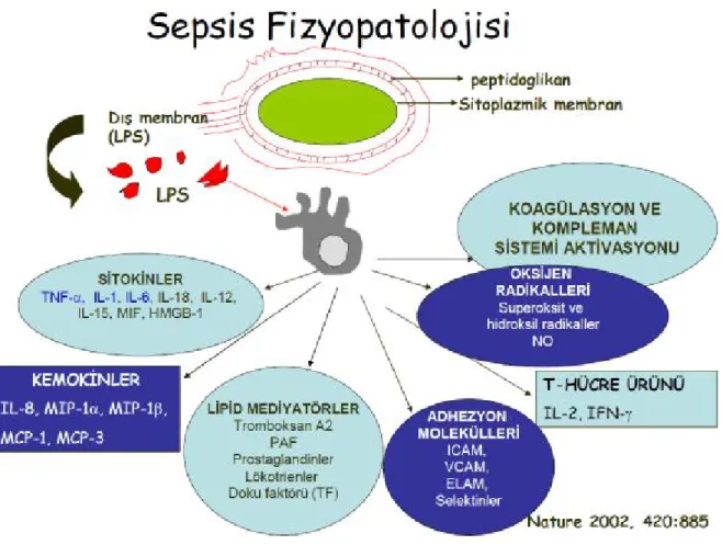 Şekil 2: Sepsis fizyopatolojisi ( 10) 