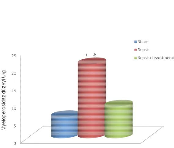 Grafik  1: Gruplara göre MPO düzeyi 
