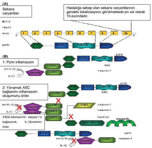 Şekil 1: Pyrin. (A) . MEFV genindeki mutasyonların çoğu 10.exonda lokalizedir. Pyrin ve domainleri  görülmektedir