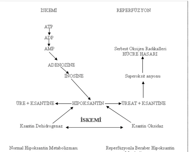 Şekil 2 Hipoksantin metabolizması ve SOR oluşumu. 