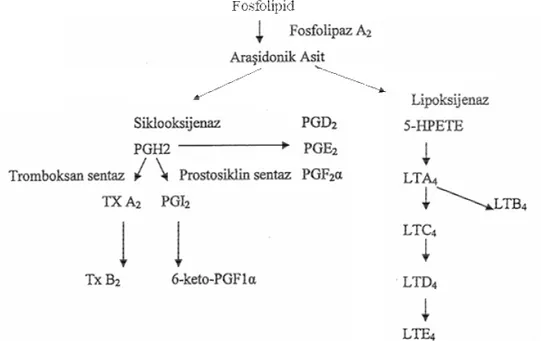 Şekil 3 Araşidonik asid ve metabolitlerinin oluşumu. 