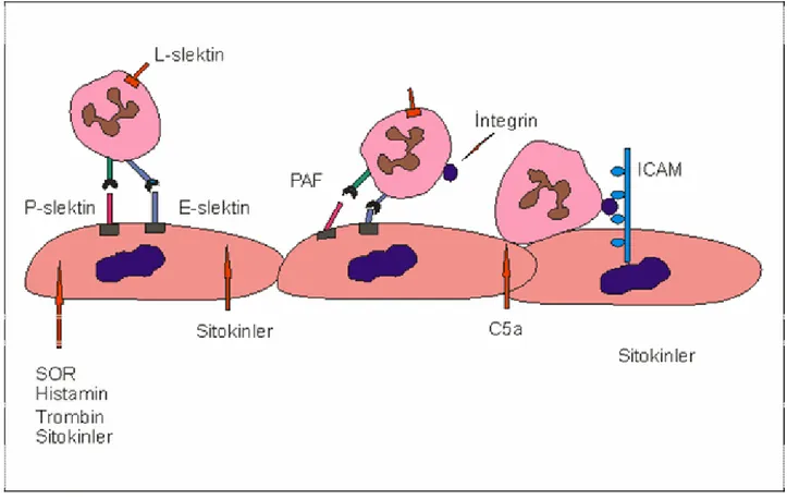 Şekil 4 İ/R hasarında sitokin ve adhezyon moleküllerinin rolü. 
