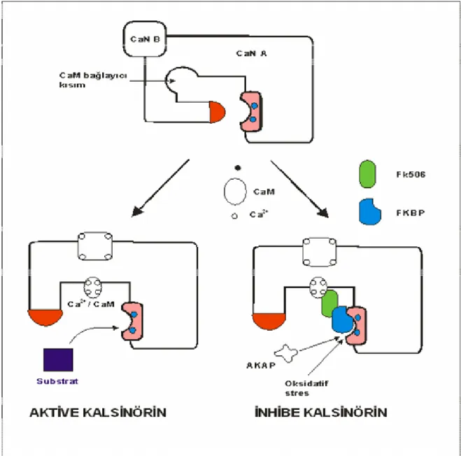 Şekil 6 Kalsinörin – Kalmodulin kopleksinin aktivasyonu ve inaktivasyonu . 