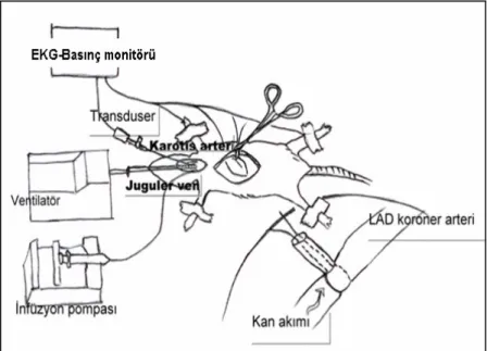 Şekil 7 Operasyon sahasının şematik çizimi. 