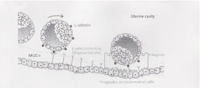 Şekil 6. Embriyonun endometriuma adhezyonunda L-selektinin rolü (25). 