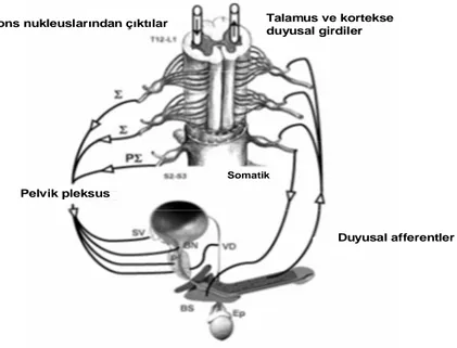 Şekil 1. Ejakülasyonu kontrol eden nöral merkezler. Σ: Sempatik, PΣ: parasempatik, SV: seminal vezikül, BN:  mesane  boynu,  VD:  vas  deferens,  BS:  bulbospongiosus,  Ep:  epididimis