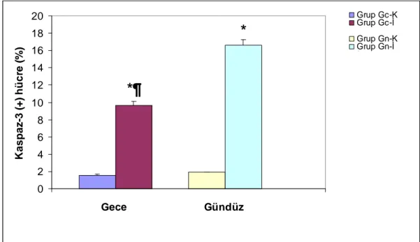 Grafik 1. Talamus paraventriküler nükleus gruplarının karşılaştırılması 