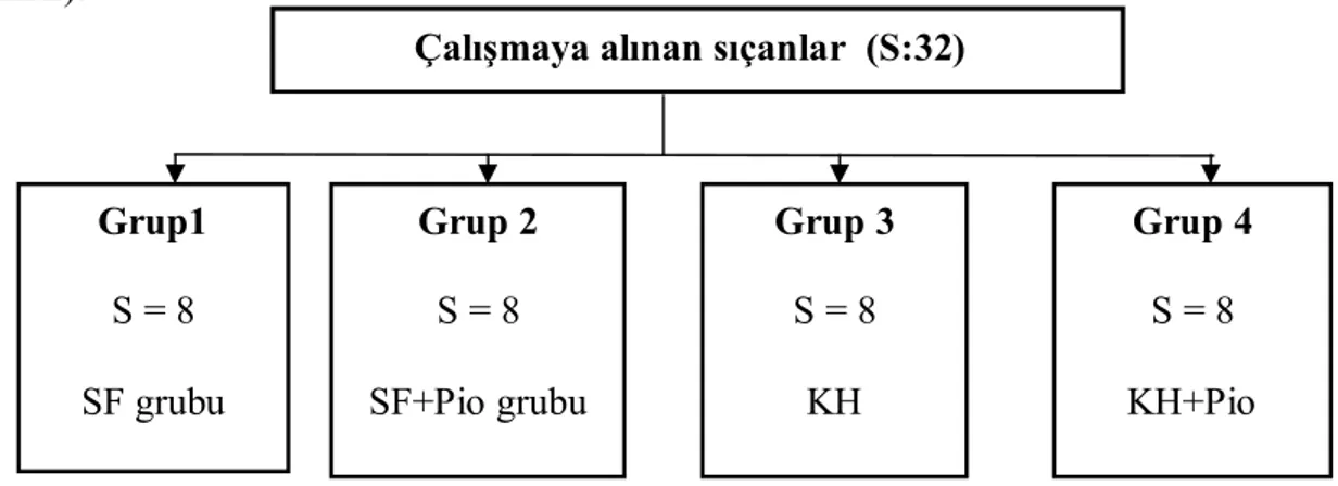 Şekil 2. Çalışma tasarımı