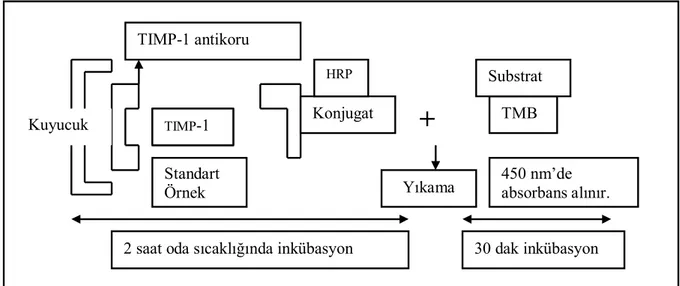 Şekil 3 : TIMP-1 için ELISA ile ölçüm yöntem şeması