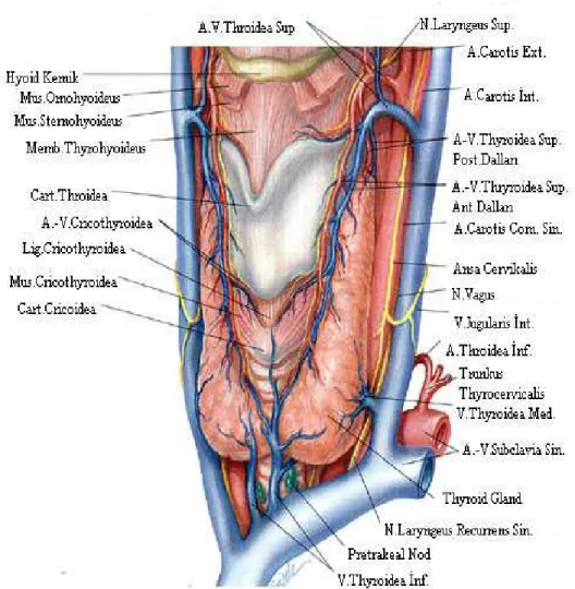 Şekil 1. Tiroit bezinin anatomisi 