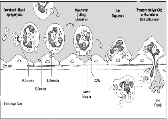Şekil 3. Lökosit-endotel etkileşimi. (Lökositlerin damar dışına çıkışı  