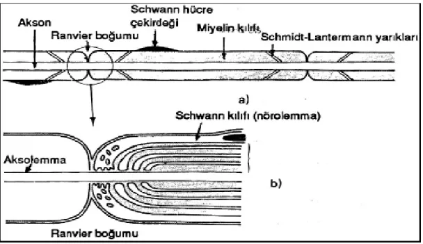 Şekil 1. Miyelinli sinir lifi a. Işık mikroskobisi ve b. Elektron mikroskobisi şematik görüntüsü 