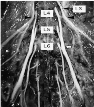 Şekil 6. Rat siyatik sinirinin önden görüntüsü. L4 ve L5 spinal sinirler birleşip siyatik siniri 
