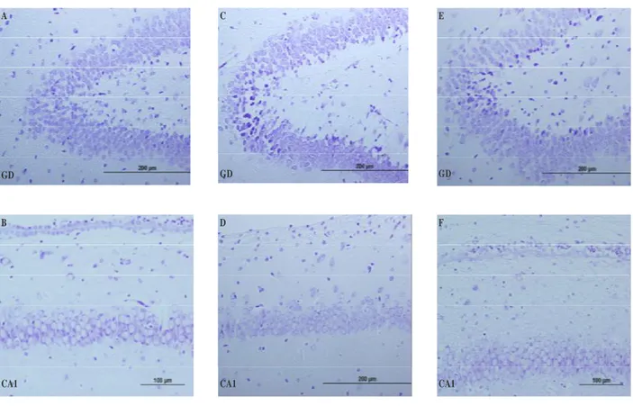 Şekil  4.  Hipokampusun  CA1  ve  GD  bölgelerinde  krezil  viole  boyamasıyla  nöron  sayımları 