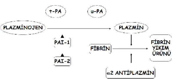 Şekil 2: Fibrinolitik sistem 