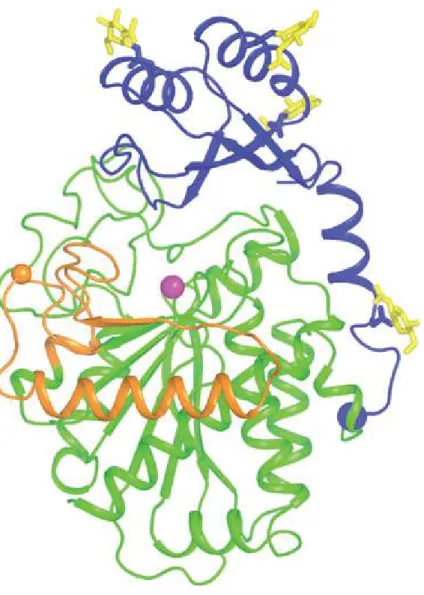 Şekil  3:  Trombin  tarafından  aktive  edilebilen  fibrinoliz  inhibitörünün  (TAFİ)  kristal  yapısı