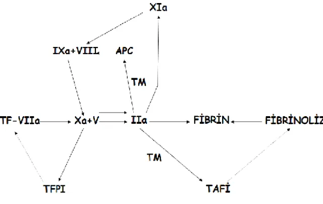 Şekil  4:  Kan  koagülasyon  modeli  (TF-VIIa:  doku  faktörü-faktör  VIIa  kompleksi,  TFPİ: doku faktörü yolu inhibitörü, TM: trombomodulin, APC: aktive protein C)  