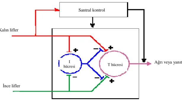 Şekil 1. Kapı kontrol teorisi (27) 