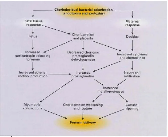 Şekil 2.2: Koryodesidual kolonizasyon sonucu preterm doğum gelişiminde öne sürülen  patolojik süreçler (Goldenberg, 2000)