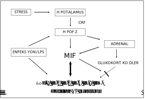 Şekil 2.4: MIF’in inflamatuar yanıtlar üzerindeki etkisi. Enfeksiyona veya strese yanıt olarak  anterior  hipofiz  hücrelerinden  ve  makrofajlardan  salınan  MIF,  GK’lerin  antiinflamatuar  etkilerini baskılamakta ve proinflamatuar sitokinlerin sentezine
