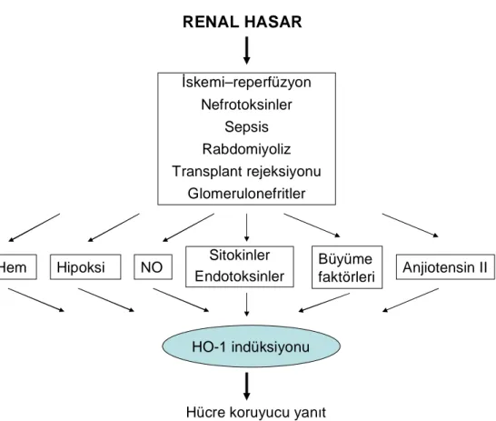 Şekil 2: Renal hasarın patogenezi ile ilişkili olarak ortaya çıkan ve HO-1 indüksiyonu yapan 