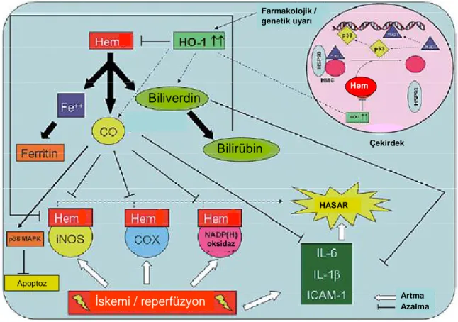 Şekil 3: HO-1 aracılı olası renal koruyucu mekanizmaların şematik görünümü. 