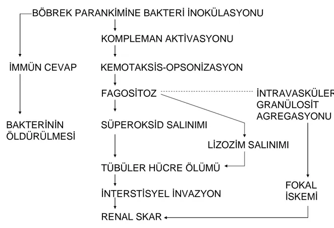 Şekil 4: Akut piyelonefrit patogenezi 