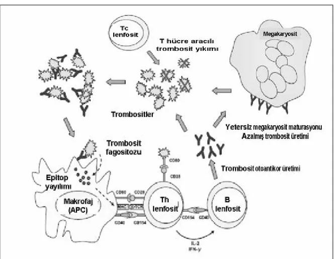 Şekil 2: İTP’de patogenetik mekanizmaların şematik görünümü (71) 
