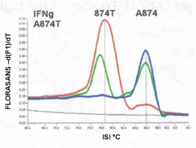 Şekil 6: İnterferon-gamma geninin 874. pozisyonunda bulunan olası genotipin melting curve  analysis ile şematik olarak görünümü