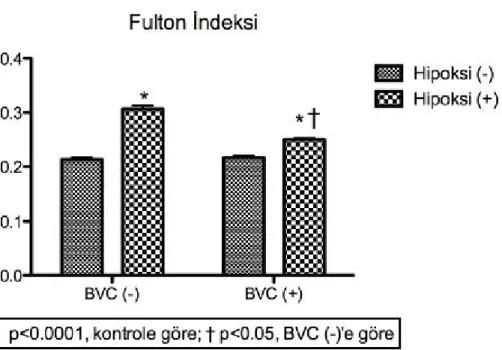 Şekil 13: Fulton indekslerinin hipoksi ve bevacizumab uygulamaları ile ilişkisi  