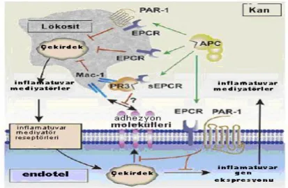 Şekil 5. Aktive protein C’nin antiinflamatuvar aktivitesi için sitoprotektif protein C 