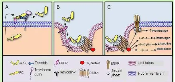 Şekil 6. Aktive protein C ‘nin hücre koruyucu etkisi (64) 
