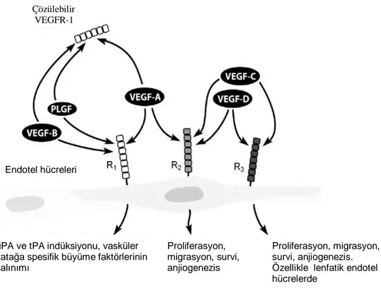 Şekil 4. Endotel hücrelerinde VEGFR tirozin kinazları ve etkileri.  