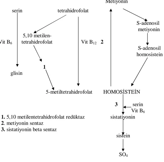 Şekil 3. Homosistein metabolizması (23).  Hiperhomosisteinemi ve Nedenleri 