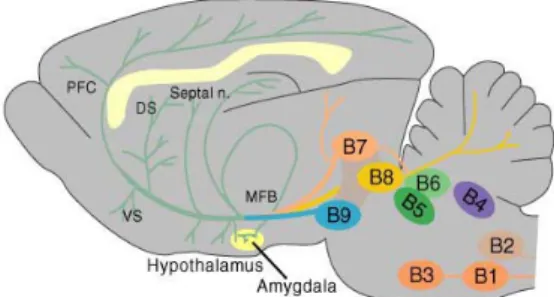 Şekil 5: Sıçan beyninde santral serotoninerjik yolların kaynak ve dağılımı (34) (Rafe nukleusu  B4–B9;MFB=medial ön beyin yolağı; PFC=prefrontal korteks; VS=ventral striatum; DS=dorsal striatum)  