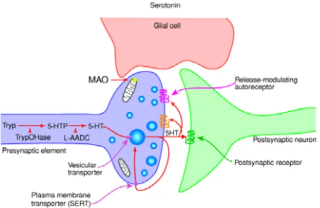 Şekil 6: Serotoninin presinaptik otoreseptör ve postsinaptik reseptörleri (49) 