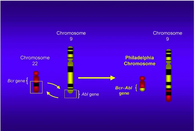 Şekil 2.1.1 Philadelphia kromozomu. Lydon ve ark’dan alınmıştır  [17].  2.1.1. BCR-ABL füzyon genlerinin y apısı 
