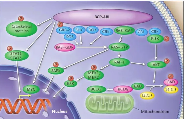 Şekil 2.1.2.1 BCR-ABL’nin etkilediği sinyal iletim yolları. Goldman ve ark’dan adapte 