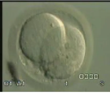 Şekil 2: İki hücreli embryo 
