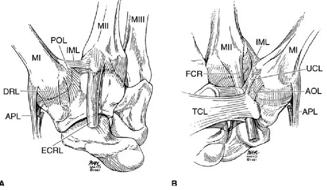 Şekil 7. Başparmak KMK eklem ve ligament stabilitesi 