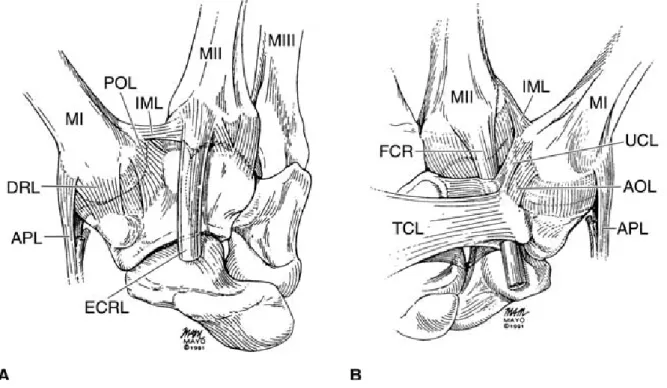 Şekil 7. Başparmak KMK eklem ve ligament stabilitesi 
