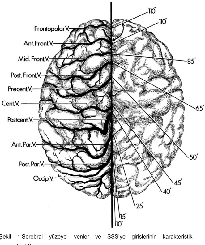 Şekil 1:Serebral yüzeyel venler ve SSS’ye girişlerinin karakteristik  konfigürasyonları(4) 