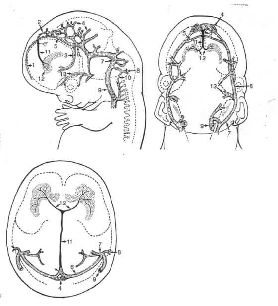 Figür 1:Gestasyonun 8. haftasında dural sinuslerin ve serebral venlerin  lateral, frontal ve aksiyal kesitlerde gelişiminin şematik çizimi(34) 
